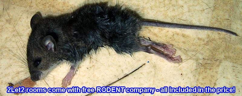 You will enjoy rodent company